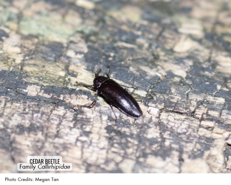 Cedar Beetle (Family Callirhipidae)